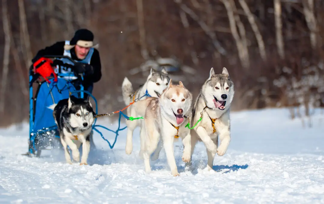 Chalets-Hosszu_Activities_Chiens-traineaux
