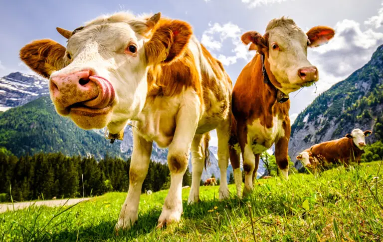 Chalets-Hosszu_Activities_Traite-des-vaches