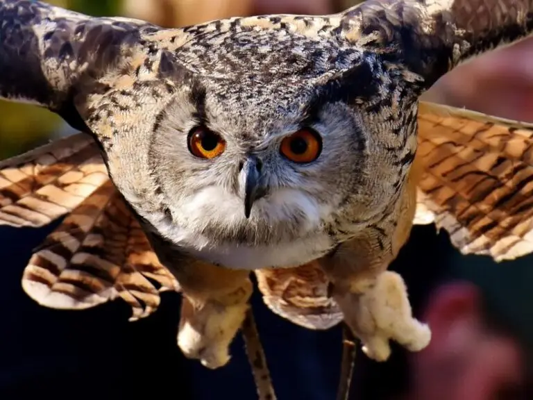 hibou rapace en vol