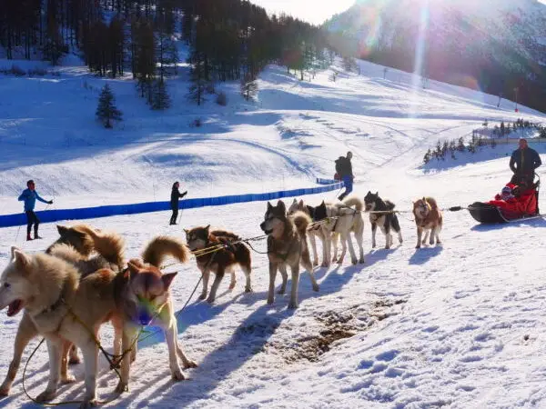 Chiens de traineaux OT Montgenèvre (2)