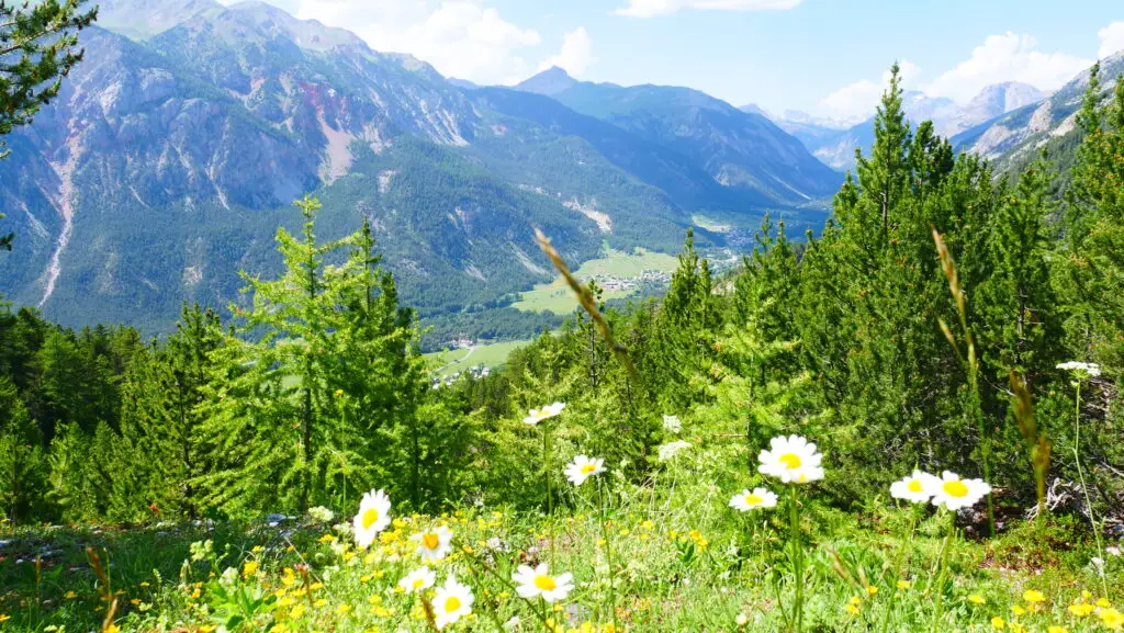 des petites fleurs blanches d'alpage apparaissent en premier plan et plus loin les crêtes de montagne qui entourent la station de Montgenèvre au fond